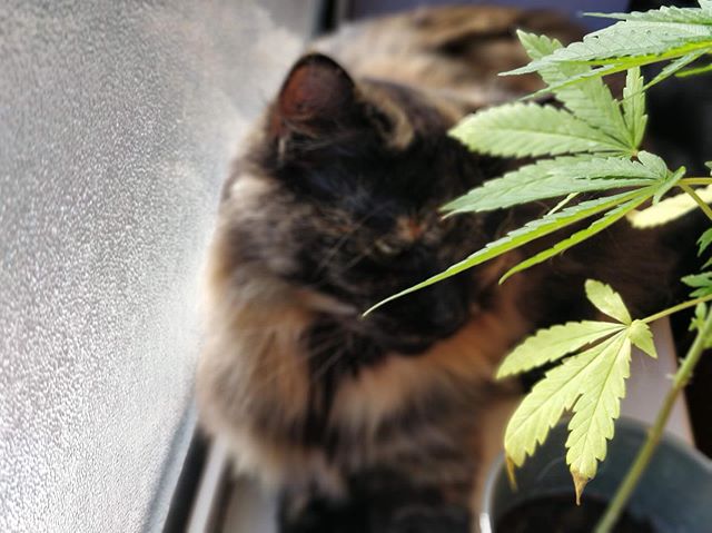 Cannabis and psychedelics saved my life. I was in a downward spiral of depression, struggling to find meaning and often struggling to even get out of bed in the morning. Discovering the uplifting power of cannabis & LSD, for me, was like finding an oasis in the desert. Suddenly I could access sheer joy and blissfulness for the first time since childhood. It was then I knew it was possible to feel this way again within myself and I began a journey of inner change. I was fortunate to have trusted friends I felt safe with so I could experiment with these substances but I know that the government’s current approach prevents so many people from ever accessing these potentially life-changing or even life-saving substances. I know change will come one. – Sam, 27, bike courier in the South East.